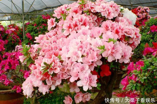  陌生：杜鹃花养不好，掉叶子开花少，做好“两补”，促开花还不掉叶