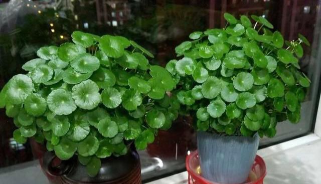 【铜钱草】3种花不怕剃秃头,乱七八糟一通剪,30天后迎来第二春