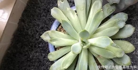  『裙子的现象』春天养殖多肉如何避免''穿裙子''？掌握浇水窍门，植株越来越美