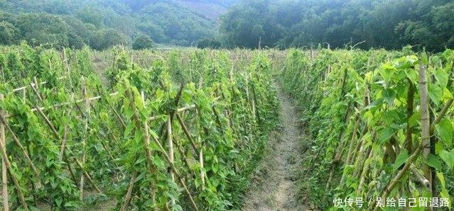 农民大爷在自家地里挖“水沟”，每天挖出300元