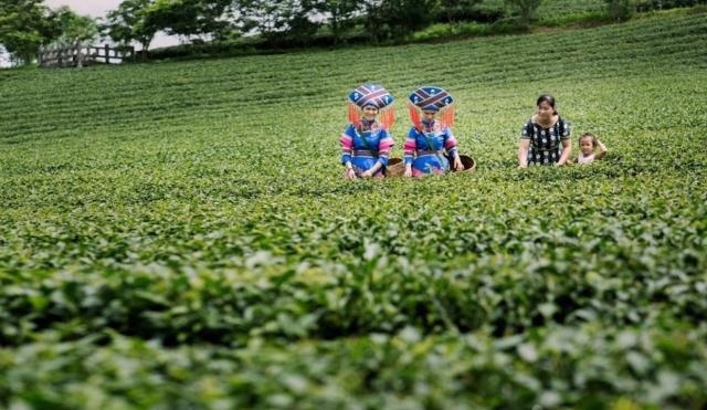 中国两座同名的山,一个是朱元璋的根据地,一个是有名的茶叶基地