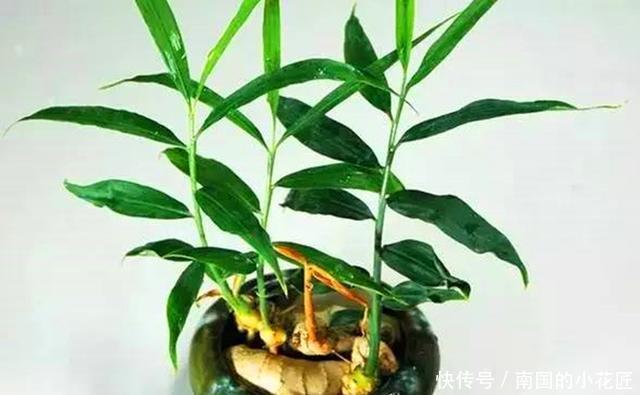  『生姜』“冬吃萝卜夏吃姜”，春天盆栽生姜做好3步，夏天看花食用两不误