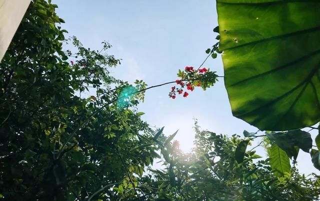 十一月，家里的植物