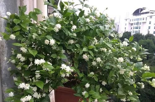  #光照#茉莉花满树花苞就是不开花？满足一要素，很快开花爆盆满屋飘香