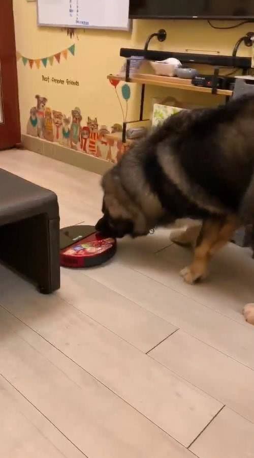  『转身』160斤高加索犬被欺负，转身向主人撒娇，而凶手居然是扫地机器人