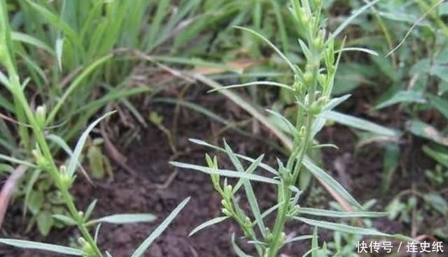  晾干|1种杂草有“20厘米高”，人称“百蕊草”，采摘晾干，1斤30