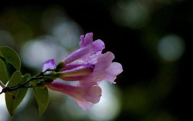  植物|这种花半年长2米，花开千朵，没有虫害，超级好养，你养过吗？