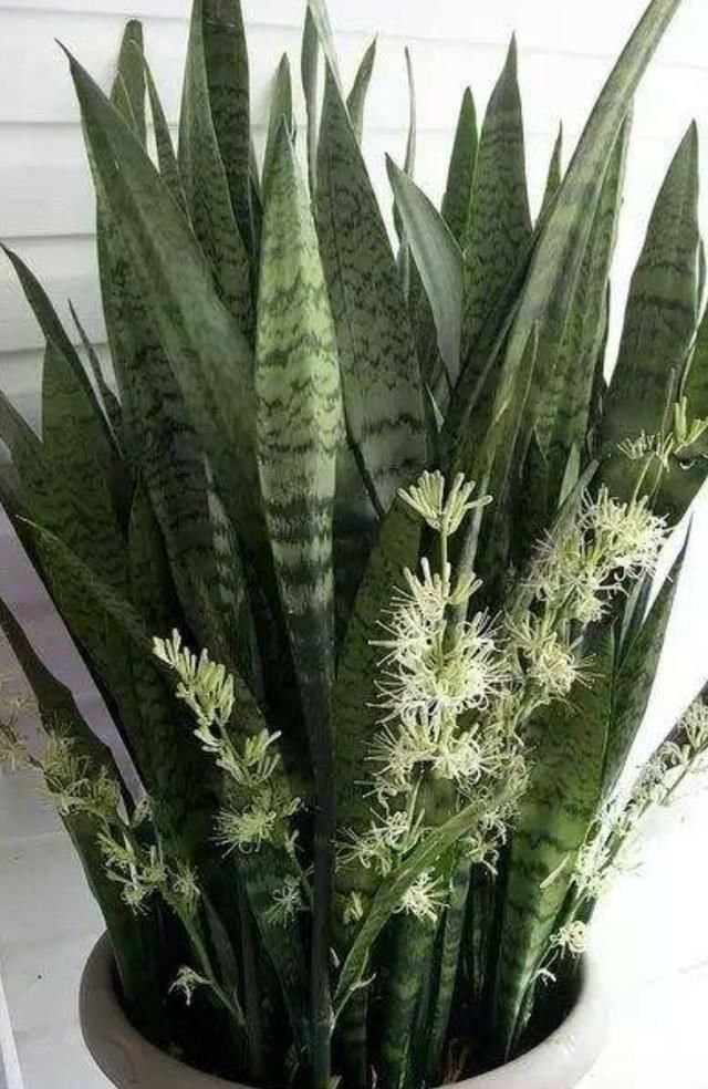  ＂fromicon＂:＂0＂虎皮兰有“三喜三怕”，了解它的喜好，叶片肥厚根系壮，爆芽多多