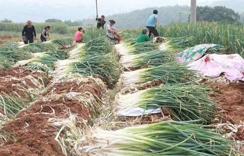  「半月」半月前还在为销路发愁，如今却遭疯抢，从滞销到畅销，