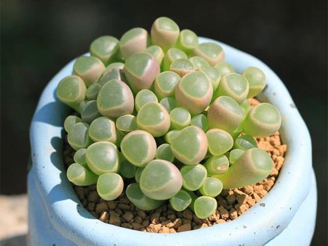 中国游客在非洲旅游,地上宝石一堆,导游别费那劲,你捡不起来