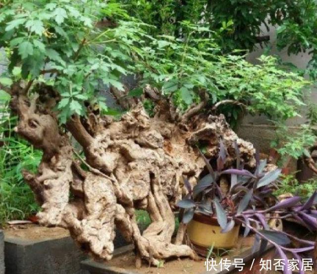 黄荆|秋天挖黄荆做盆景,栽植要注意这几个细节,才能提高成活率