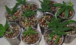  『柳树』植物插迁需要的生根水，不用买到处就有很多，长出的根很是强壮