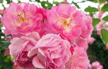 花香:喜欢菊花,不如养此款花,花大香浓,满屋子都是花香