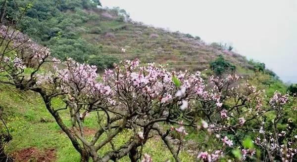 3月的杜市太公山,成片的桃花竞相开放,桃花烂漫,灼灼芬华,如一片片