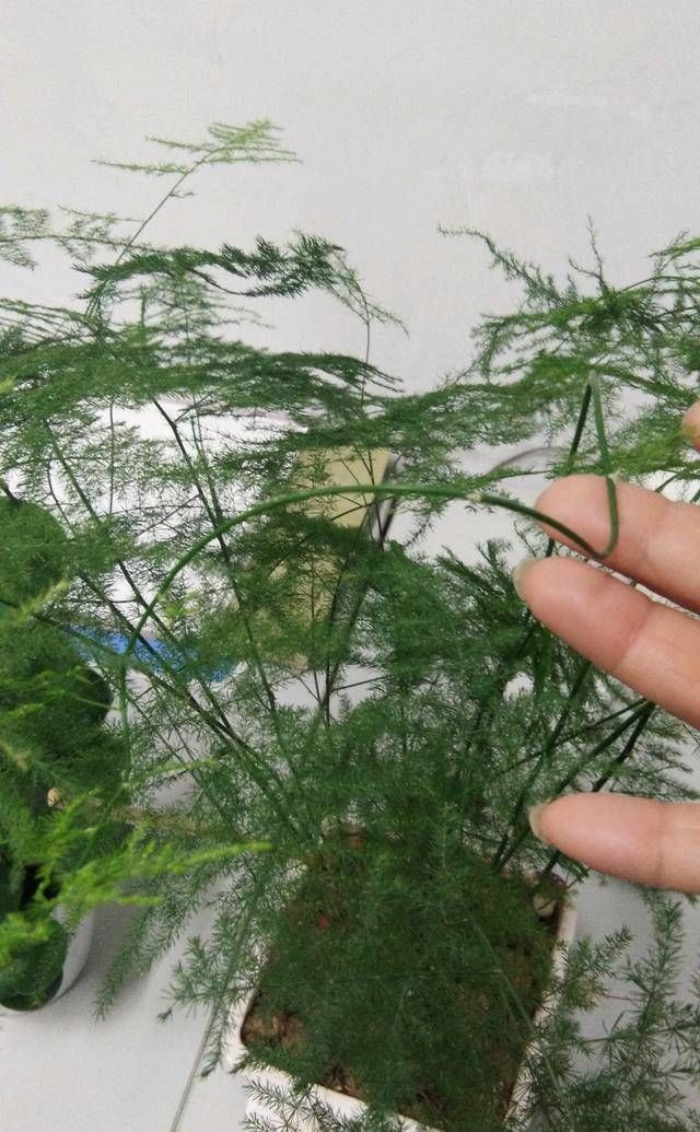  『摧毁』种花与育人：看，你在不知不觉中摧毁天才