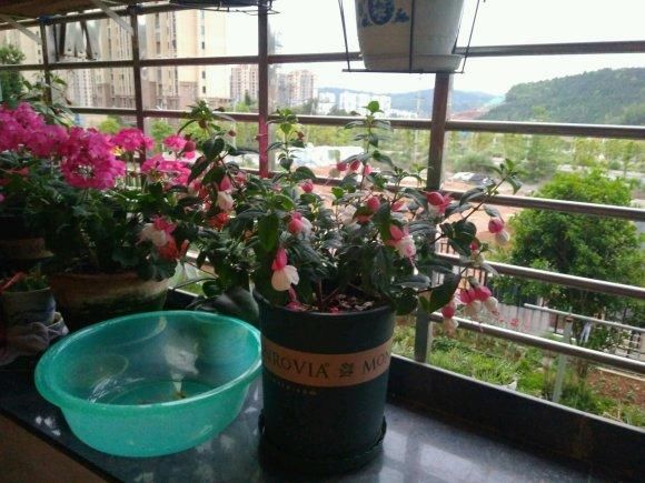  『度夏』4种花堪称“夏必死”，怕热又怕涝，现在不适合买！