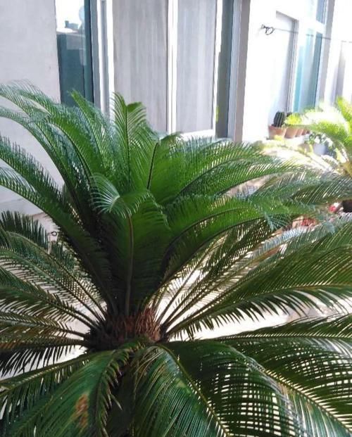  [油绿]5种寓意超好的花，没有院子也能养，叶子油绿一年比一年茂盛！