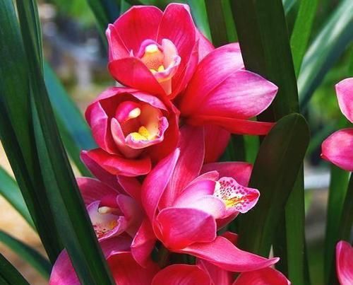  秀丽：建兰上品红将军，花型秀丽饱满、艳而不俗、简单养护就能开爆盆！