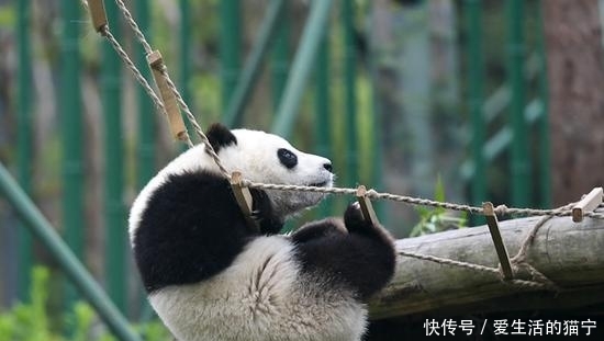 旅游网红城市的变迁:重庆成都等大城市为什么受欢迎