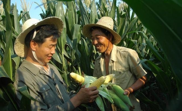  老李|60岁老农，养猪、养鸡、种地多点开花，一年赚了20万，咋做