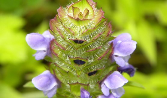  夏枯草|昔日农村很常见的1种药材，现野生不多见，农民地里却有