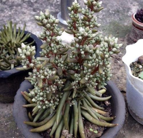  「不少」在野外有2种“多肉植物”，植株爆盆快，见到挖1棵养，1个月变美
