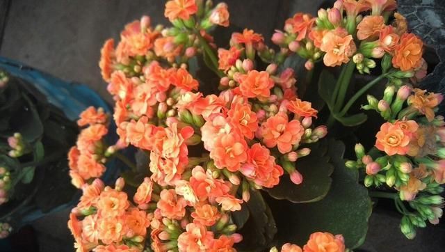  「风信子」夏天到了，这6种花都会进入休眠期，我们怎么养护？
