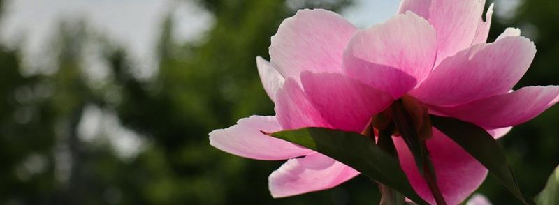  【阳光】新手养花，不如养观赏精品：芍药花的养殖方法