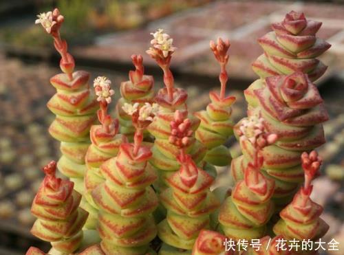 「温度」夏天是养钱串的好时机,做好这几点防护,度夏无忧养“爆盆”