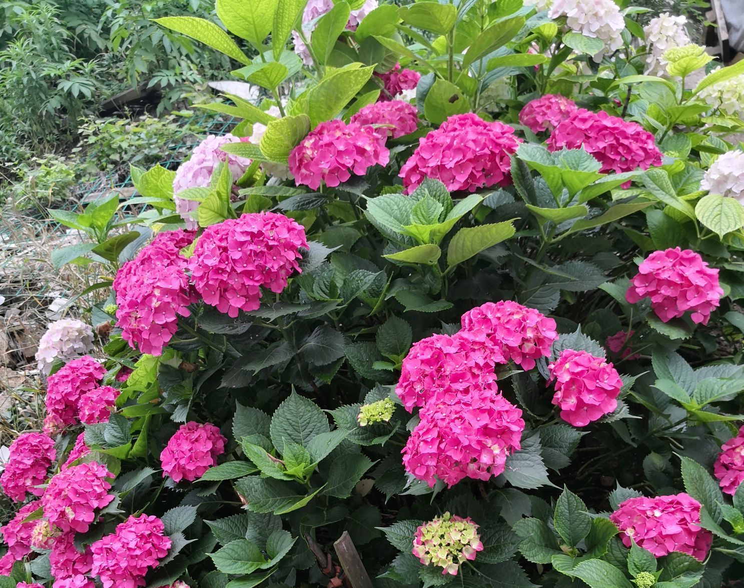  花苞喷水@为什么绣球花长出花苞还没全开就变黑了