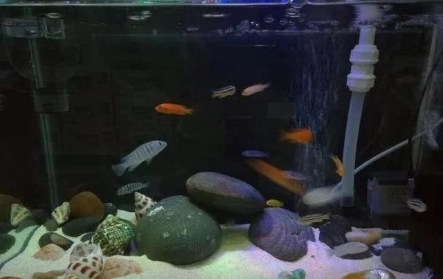  [观赏鱼]这里有许多与你气质相符的观赏鱼，看看哪种更像“你”