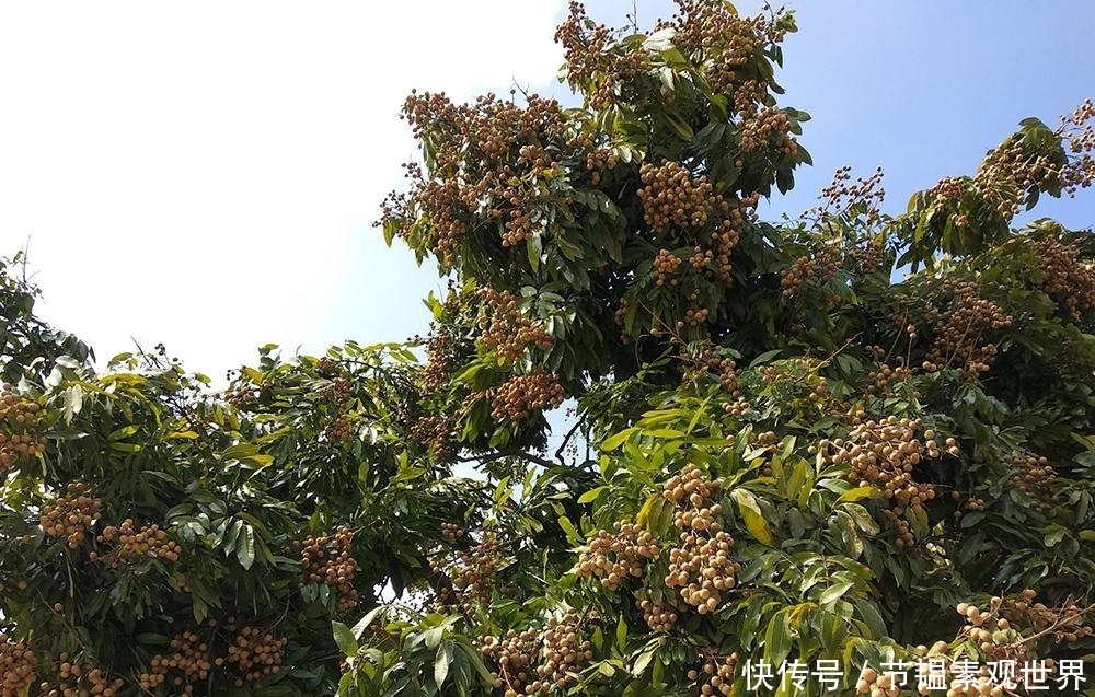  「桂圆」产量一年比一年高，价格却一年比一年低，农民不愿卖只