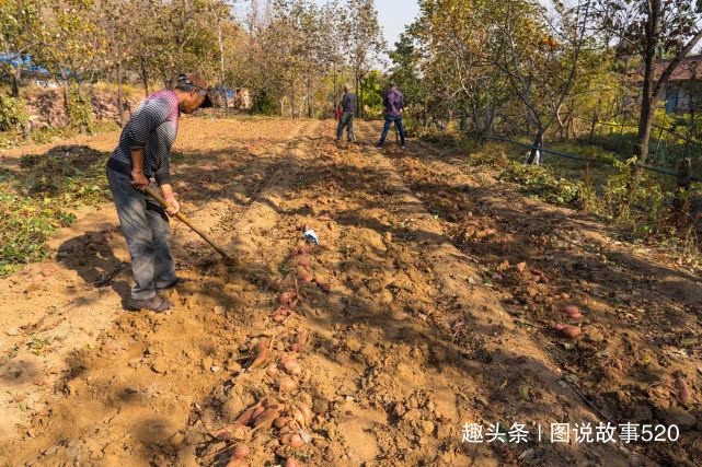  「红薯」白薯变红薯，河北山村大爷：500元买的新品种今年亏了3