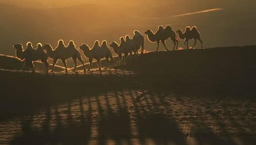 为什么在沙漠中，渴死的骆驼不能碰？真相揭开，让人不相信