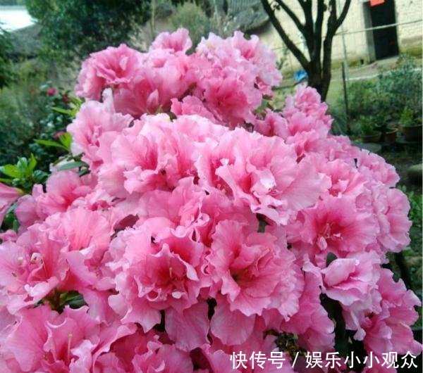  #开爆#大叔一盆杜鹃养6年，花开爆盆太美丽，大家都问他给花喂了啥