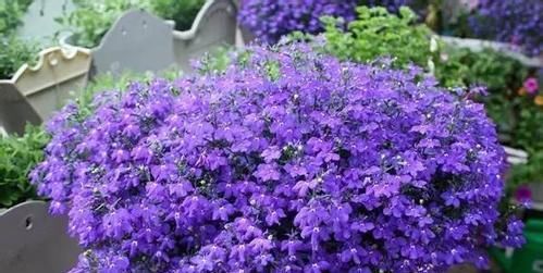  『锦簇』开花锦簇美不胜收，翠蝶花养护起来真简单，做成盆景真好看！