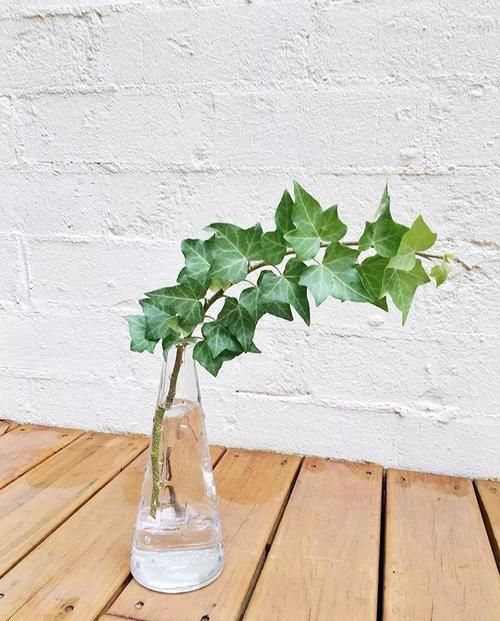  『家里』盆栽常青藤养在家里特容易叶黄，枝条不断干枯，做好两点可解决