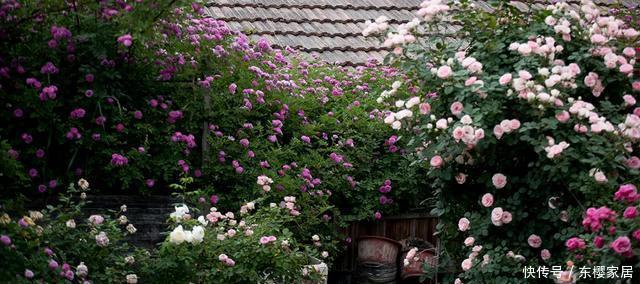 「只养」只养这1种花,就能打造绝美花园和阳台!月季品种和养护要点!