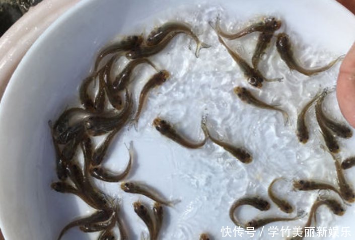 乌江发现新物种, 疑似养殖场逃离, 有人担心破坏生态