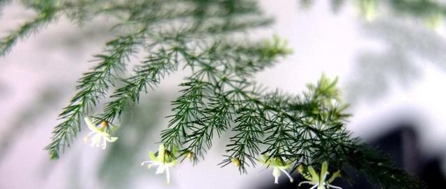  长新芽@文竹做好这4个放心，不愁不长叶，开春呼呼冒新芽