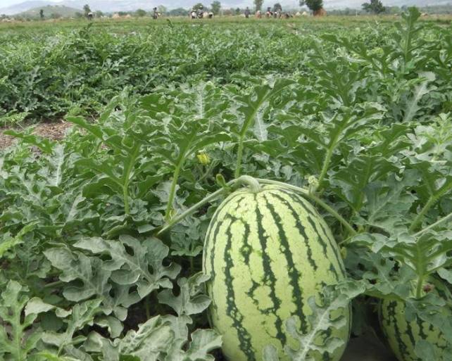 越南西瓜面临无人收购,只因中国人到老挝租田