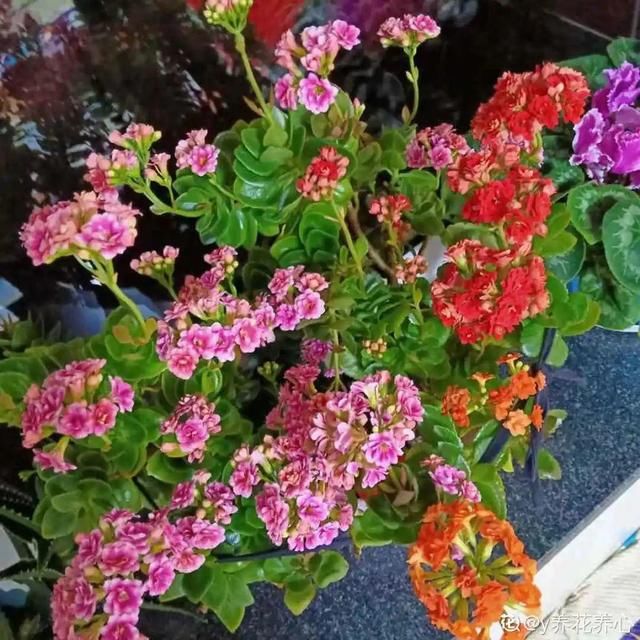  「照好的地方」3种花，开败后狠心剪个秃头，下次开花会更猛