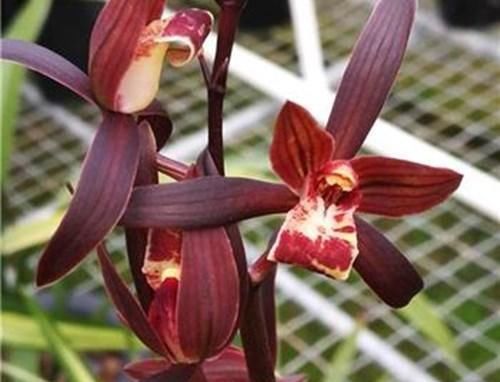  浓郁|兰花不只有大凤素，这款也有神韵，香味浓郁，养护简单，值得入手