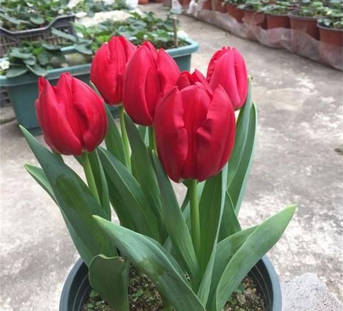  家里■此“天然”有机肥，能防土板结、促花全面生长，淘米水不如“它”