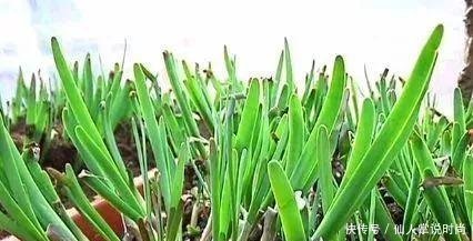  试试■都说种韭菜可以多次采摘，我准备好泡沫箱，试试种在阳台上