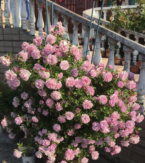 「值得」此观赏植物,一年三季开花,花多易爆盆,好看又好养,很值得拥有