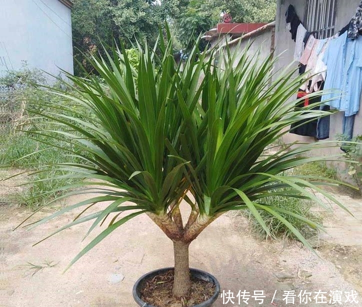 家里养盆这种“树”，叶子茂盛“有福气”，谁养谁赚！