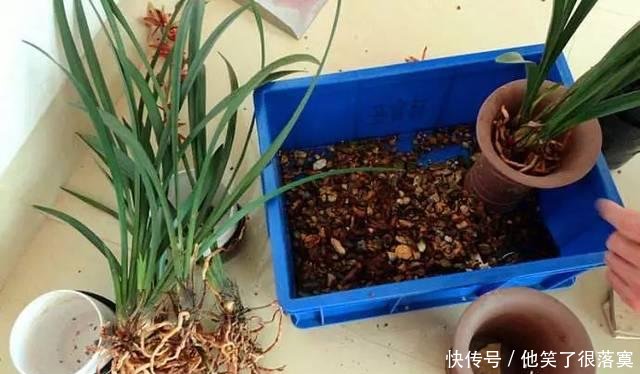 小苗■兰花分株的“最佳”时间,早一步晚一步都不成