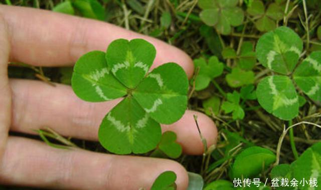  [人把它叫做]不知道该怎么规划阳台？不如养盆幸运草，每次花开美得像花海