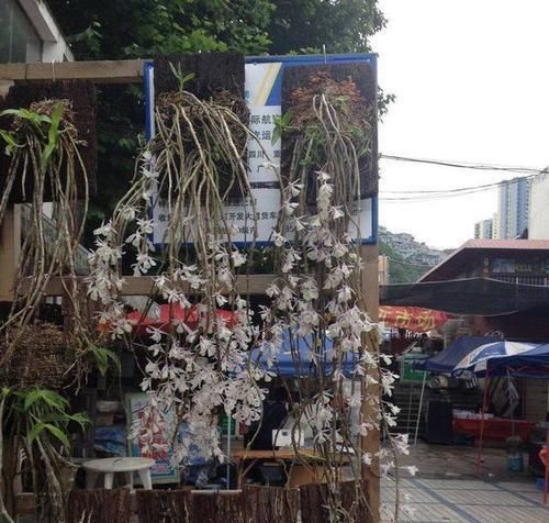 「专属」父亲专属特有之花,石斛花,父亲节送父亲的专属花